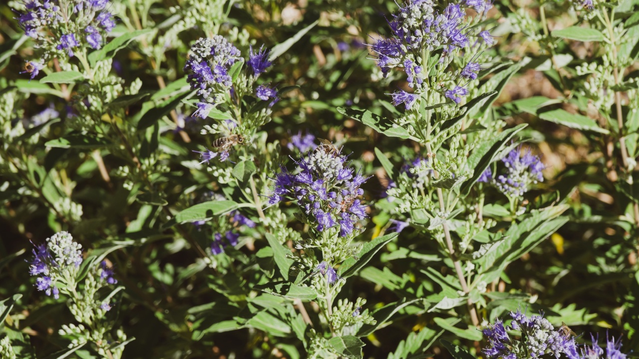 (Caryopteris x clandonensis) Bluebeards 'Heavenly blue' shrub, compact mound with dense aromatic silvery blue-green foliage, finely textured and clusters of small tubular lighy to deep blue flowers