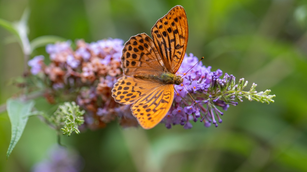 Silver-washed fritillary (Argynnis paphia) on a purple buddleia in the garden