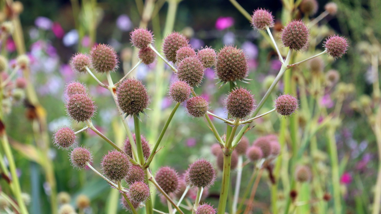 Eryngium yuccifolium, known as rattlesnake master, button eryngo, and button snake-root, is a perennial herb of the parsley family native to the tallgrass prairies of central and eastern North America