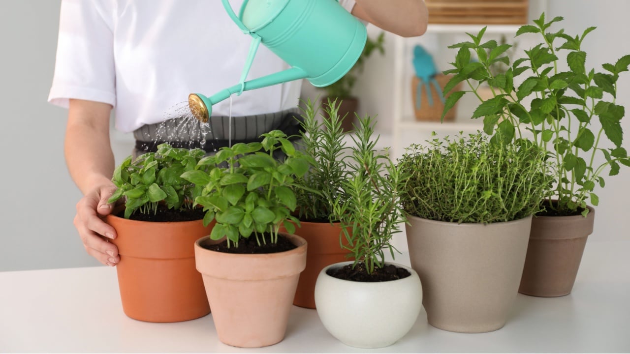 Woman watering different potted herbs at white table, closeup