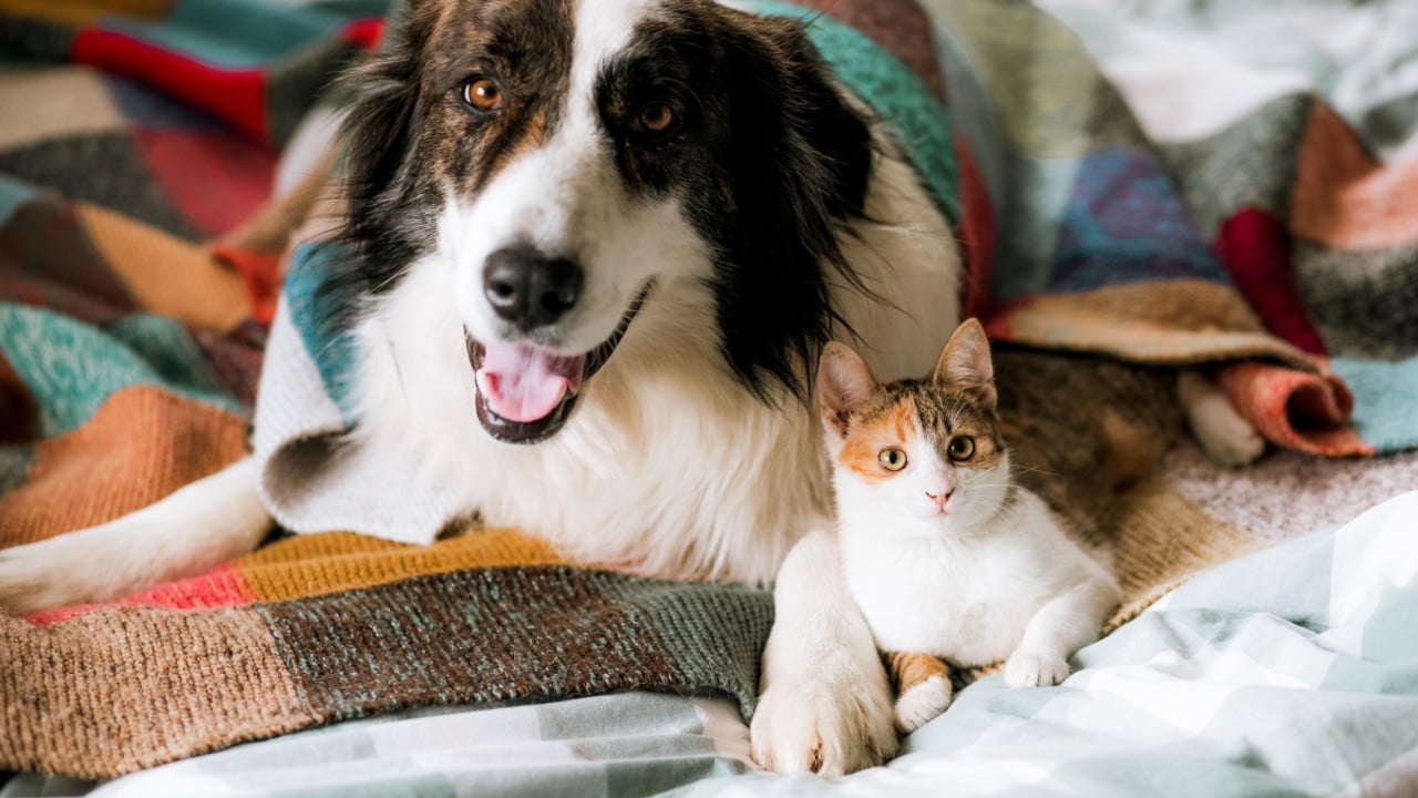 cute little cat and dog in bed at home
