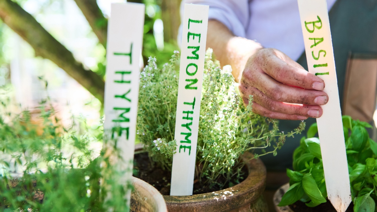 A gardener planting and taking care of thyme, lemon thyme, and basil herbs in pots. Image captures the hands-on activity of gardening. Markers