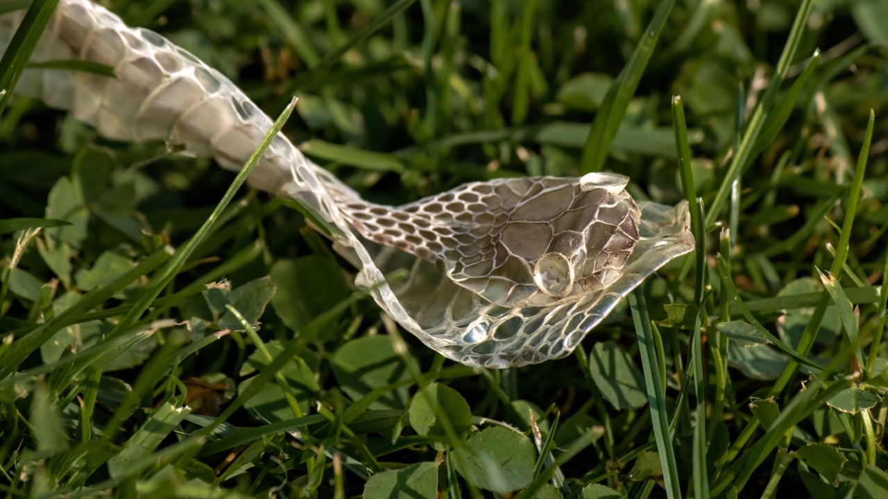 The Head of a Shed Snake Skin