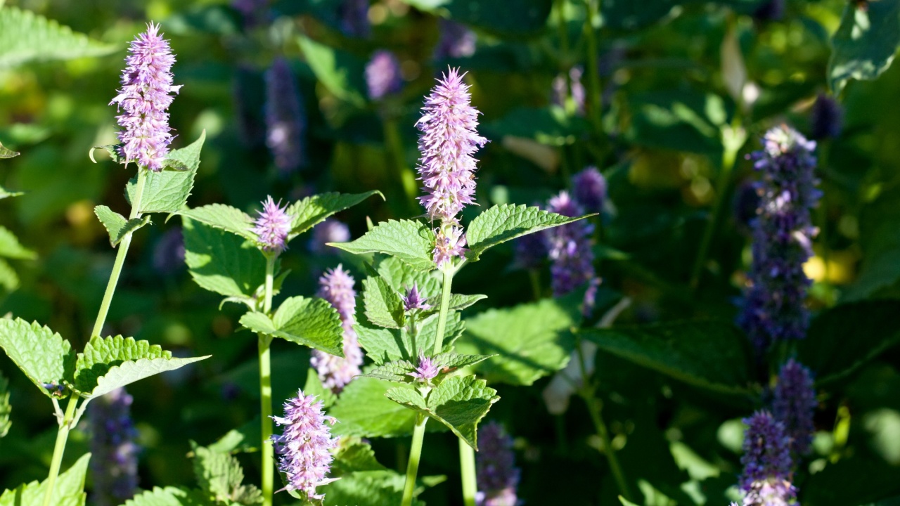 Beautiful flowering Agastache foeniculum in the garden. Natural backgrund of traditional medicinal herb also called anise hyssop, with strong taste and aroma. 