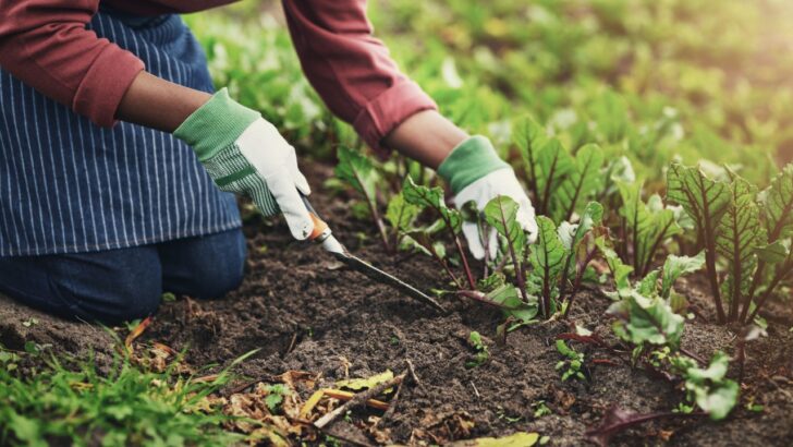 13 Tips for Planting Your Own Permaculture Garden