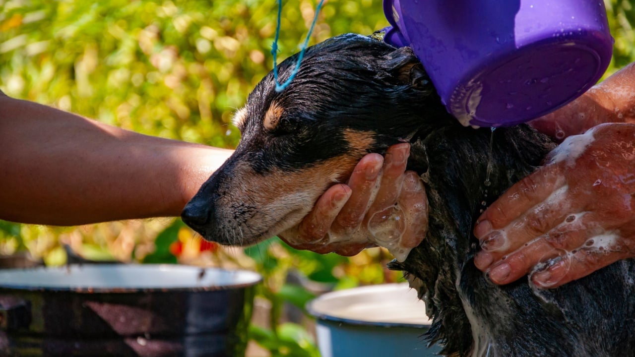 Hygiene. Grooming dog. Pet animal care and wash. Hygiene and care of animals. Grooming salon. Dog owner washing his pet. Dog enjoying washing outdoor covered in soap foam. Regular vet check-ups.