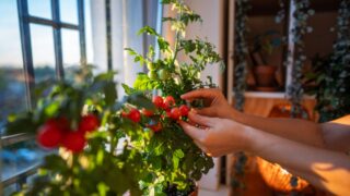 Closeup of woman hands collecting fresh ripe cherry tomatoes from pots on windowsill. Picking homegrown tomatoes, indoor gardening, sustainable living, urban cultivation of vegetables, berries, fruit