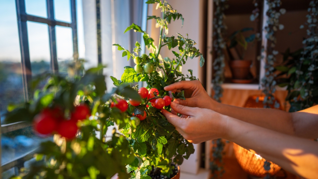 Closeup of woman hands collecting fresh ripe cherry tomatoes from pots on windowsill. Picking homegrown tomatoes, indoor gardening, sustainable living, urban cultivation of vegetables, berries, fruit