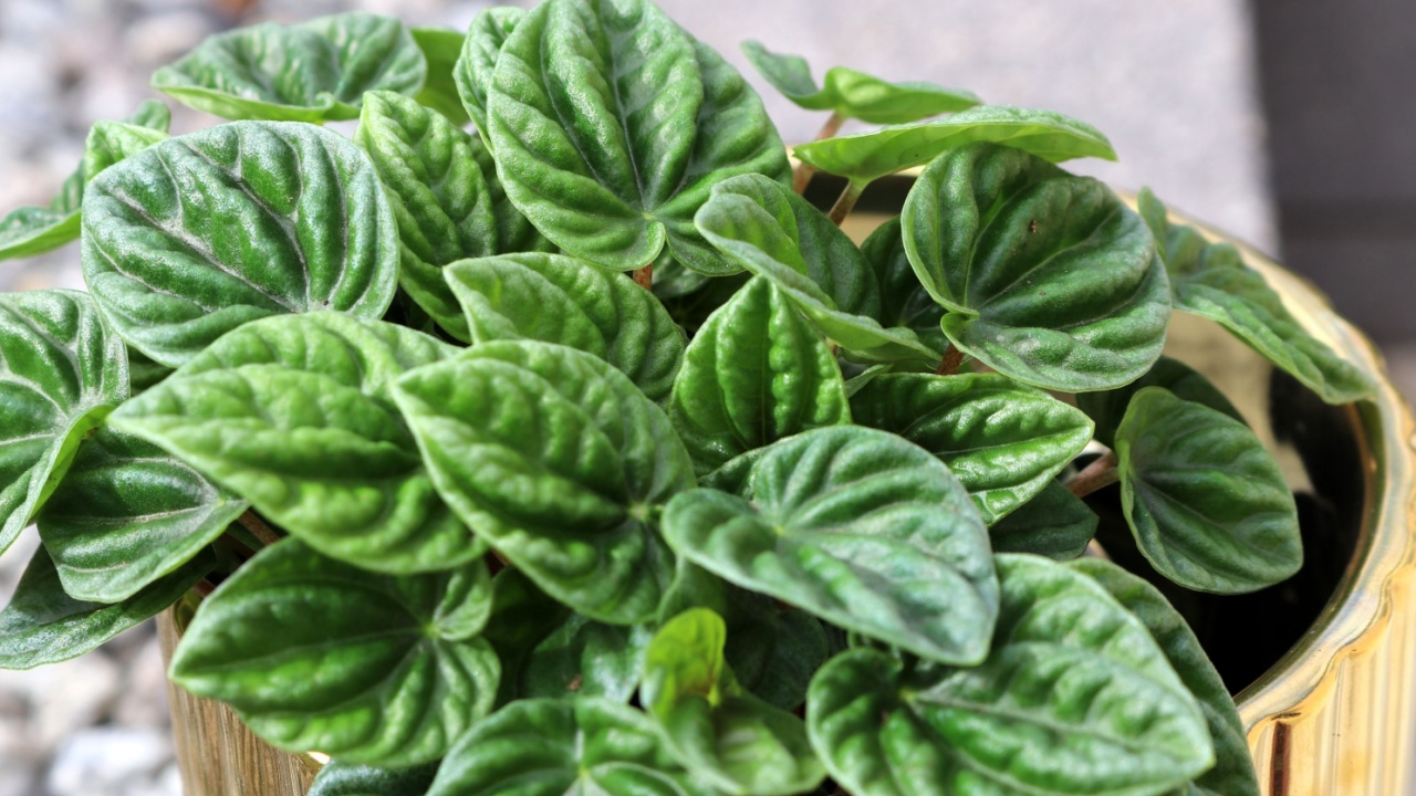 Emerald ripple peperomia (Peperomia caperata) plant in a pot.