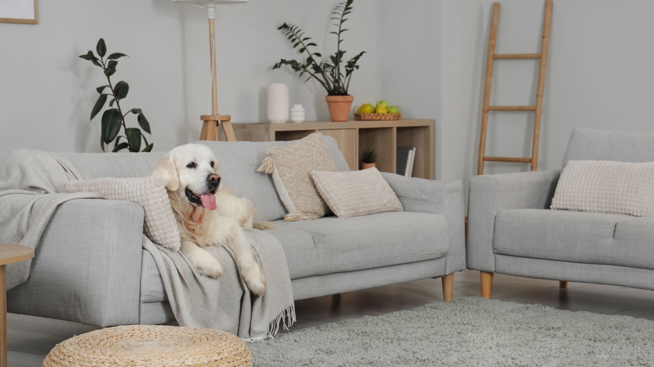 Adorable Labrador dog lying on sofa at home