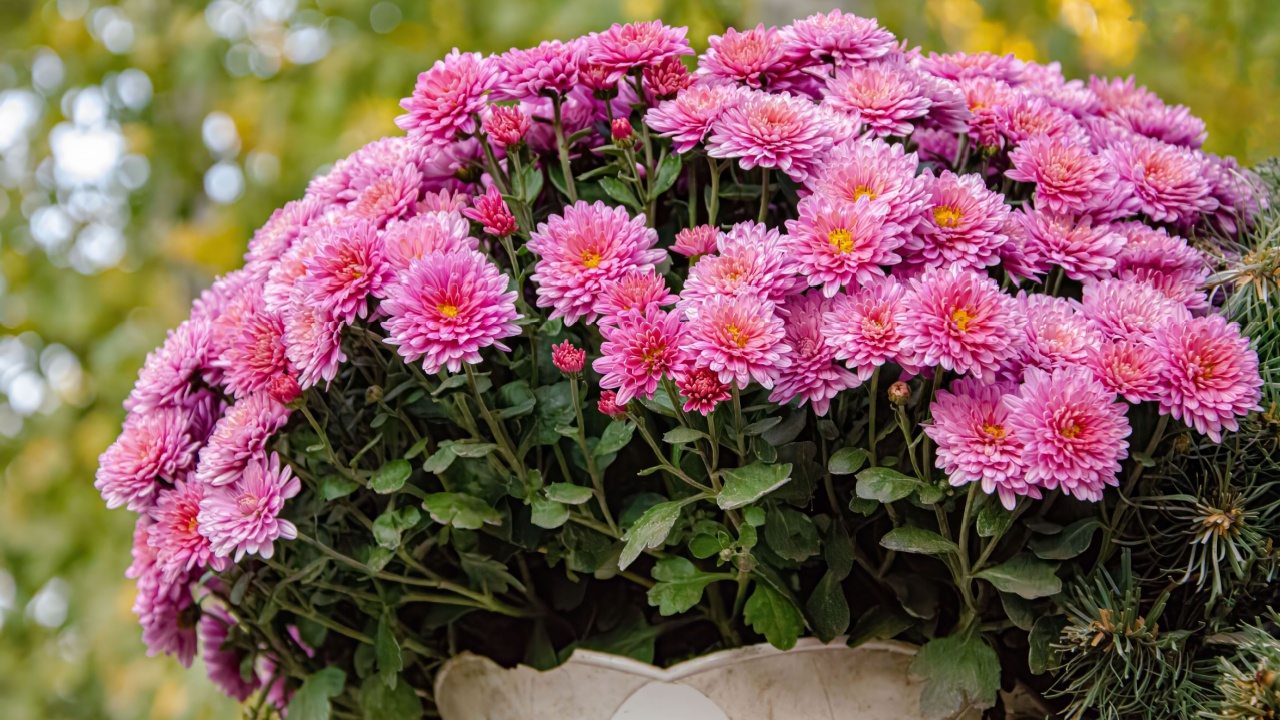 Harmony pink chrysanthemums in the morning garden, illuminated by soft sunlight, create a calm and peaceful atmosphere with bright and delicate flowers against the backdrop of autumn foliage.