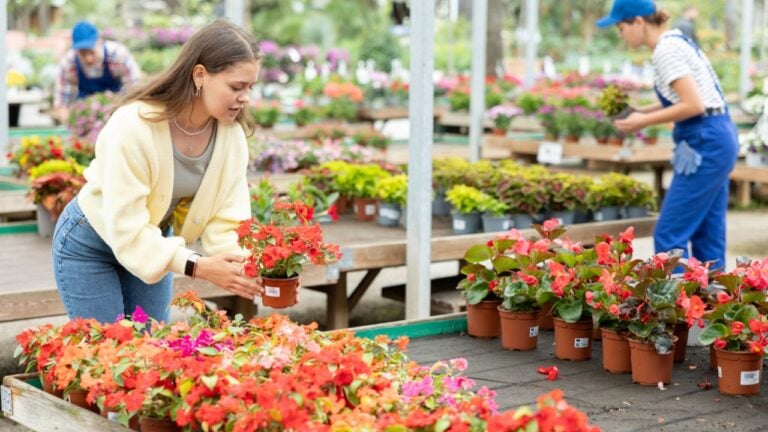 In flower shop, girl chooses flowering impatients walleriana plant for outdoor garden decor. Buyer curiously examines flowers, to get acquainted with assortment of trading platform.