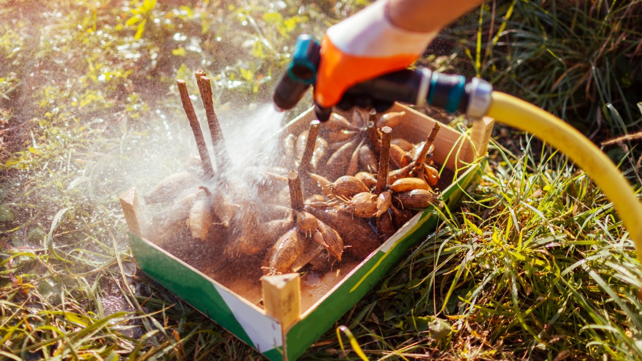 Man washing dahlia tubers after digging out, cleaning in crate. Farmer preparing roots for winter storage. Autumn outdoor gardening jobs. Overwintering dahlia tubers.