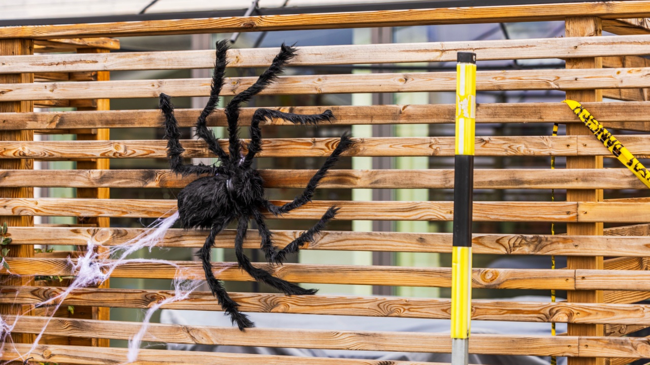 Large black spider Halloween decoration on wooden fence, with faux cobweb and caution tape accents. Sweden.