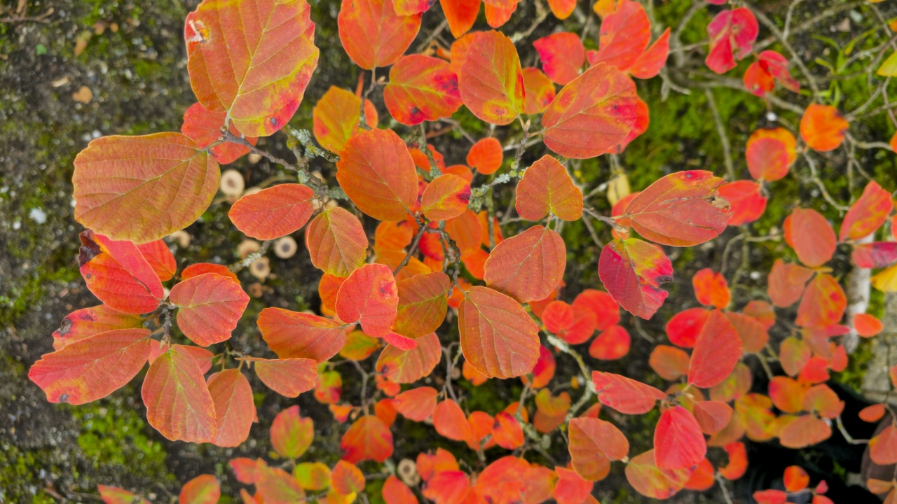 Fothergilla in autumn in city park. Orange, yellow and red-purple leaves