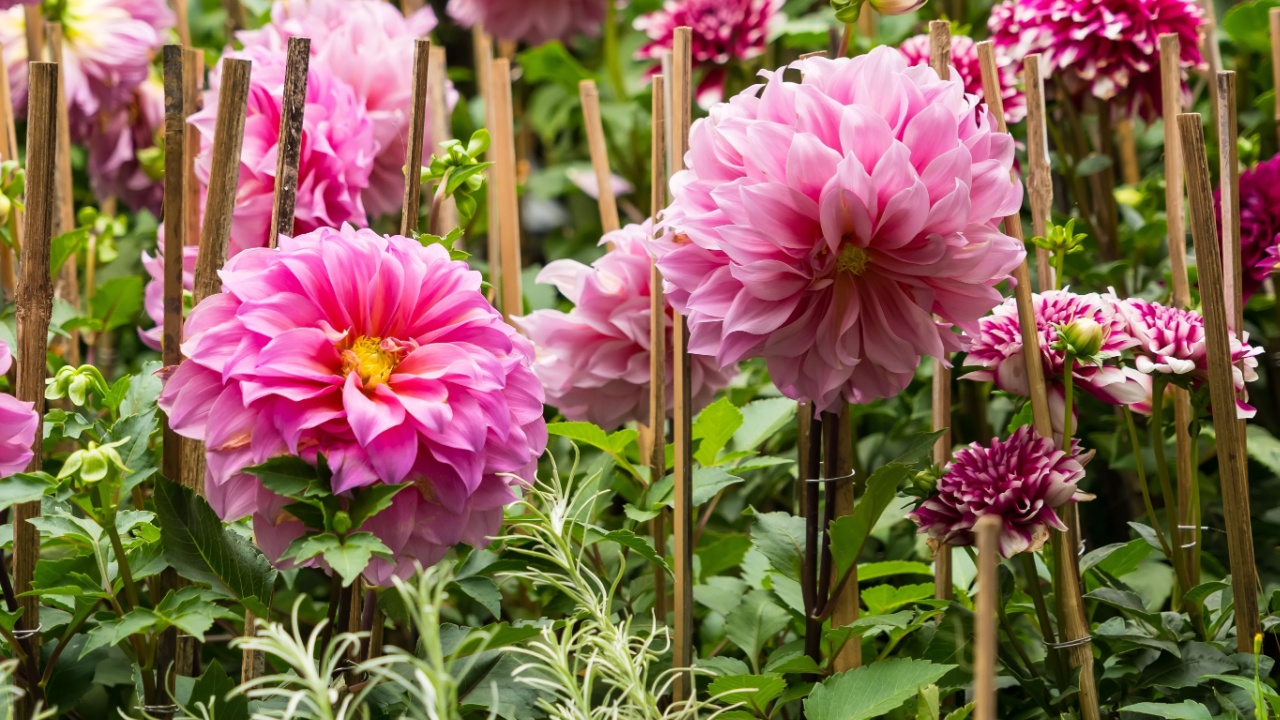 A serene and beautiful garden filled with pink dahlias in full bloom.