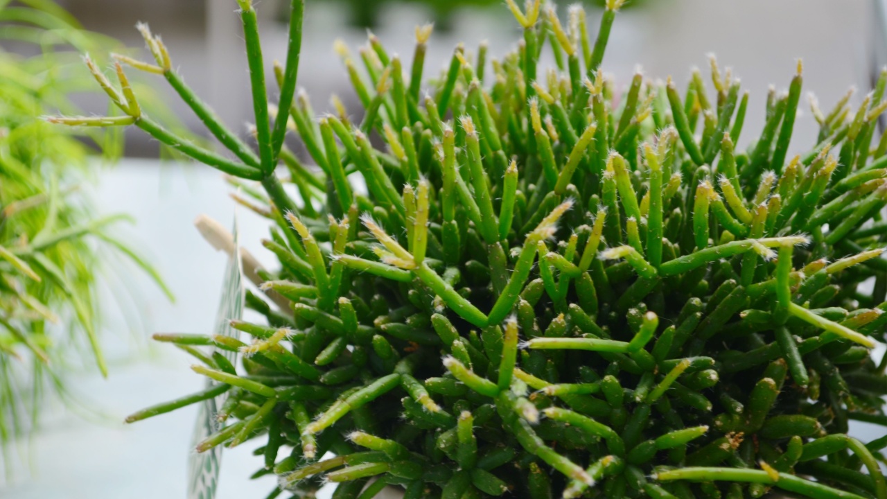 Abstract shapes, patterns and textures of the Rhipsalis baccifera cactus or mistletoe cactus. Cactus is like a form of small bones that are interconnected