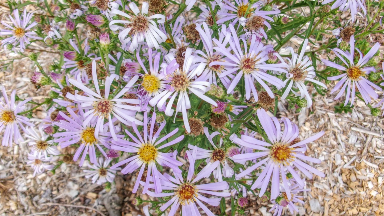 Pacific aster (Symphyotrichum chilense) is a species of flowering plant in the family Asteraceae. 