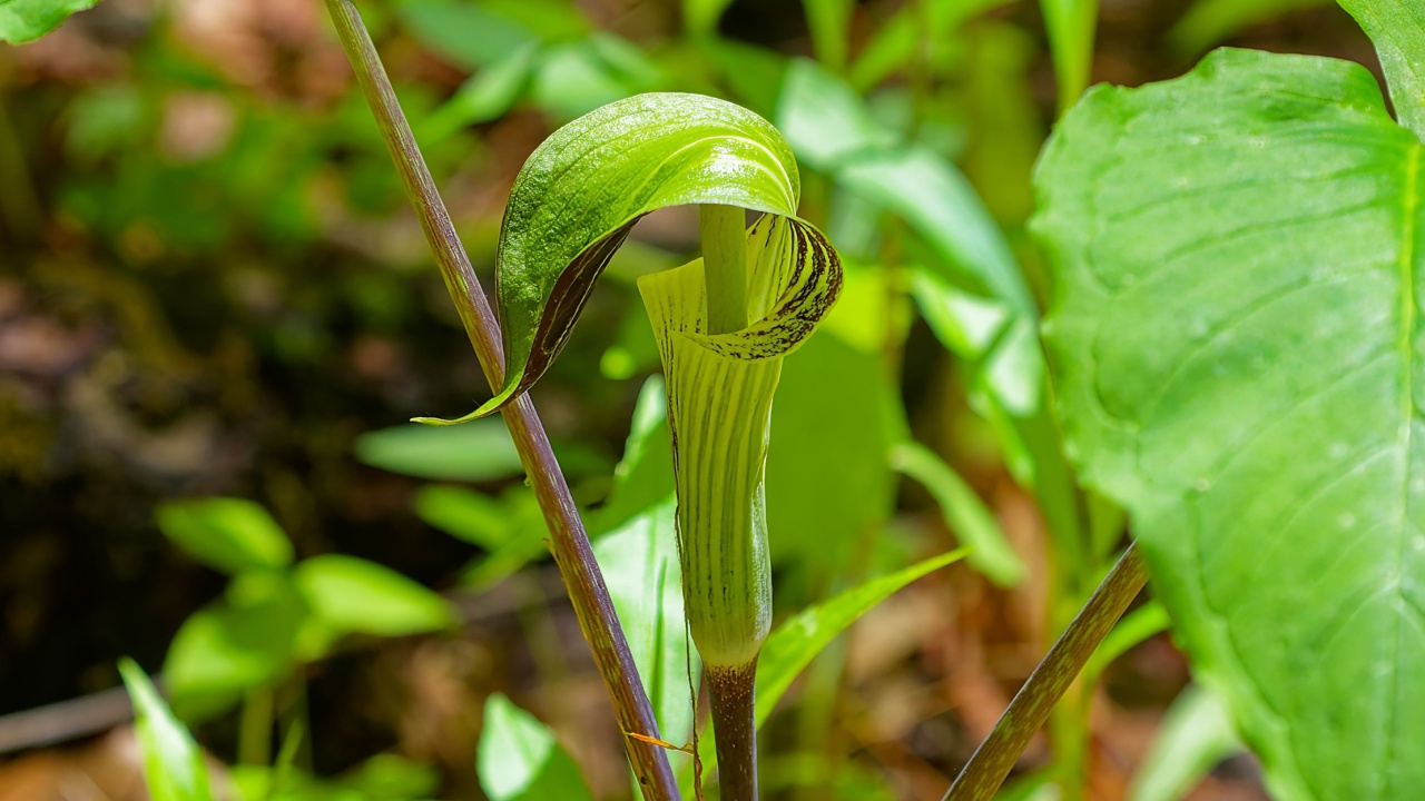 Jack in the Pulpit (Arisaema triphyllum). Native hardy northern plant. It is a large, cylindrical, hooded flower, green in color with brown stripes.