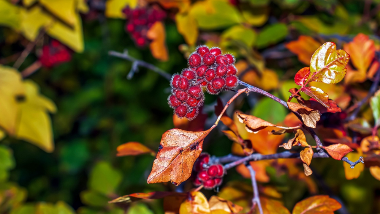 Fragrant sumac bush blooms in the park. Sumac fruits close-up.