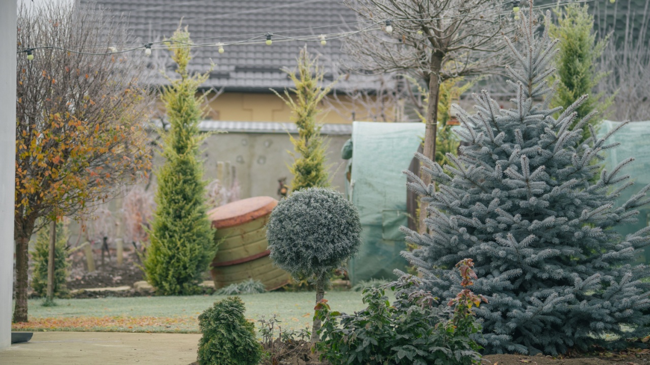 A serene winter garden featuring evergreen trees and decorative shrubs, showcasing a tranquil and frosty atmosphere.