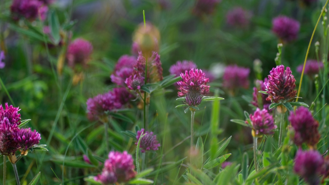 Summer meadow full of Red Clover