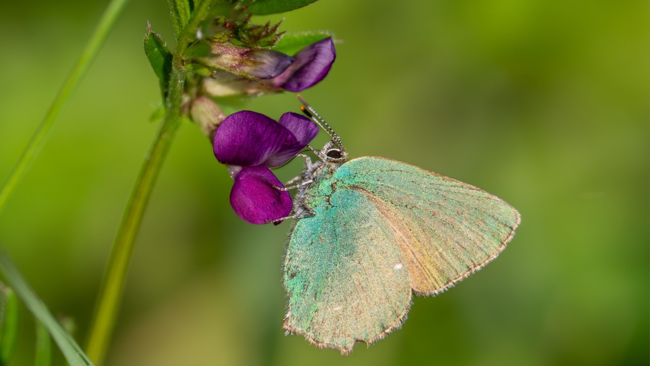Green Hairstreak Butterfly Feeding on Common Vetch