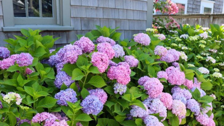 8 Mistakes Sabotaging Your Hydrangeas