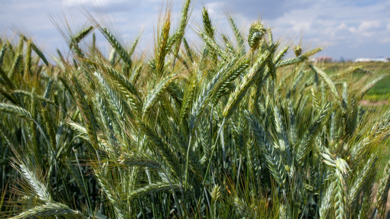 a triticale field (× Triticosecale), a wheat and rye hybrid known for dense green spikes with awns and strong stems. The crop exhibits uniform growth in well-drained soil under moderate light.