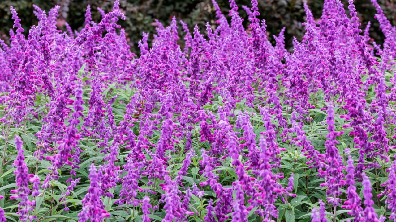 Close up of Salvia leucantha flowers blooming in a garden in autumn.