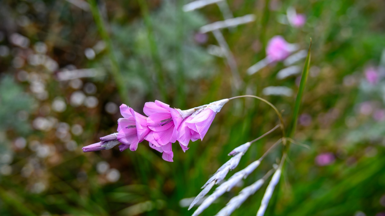 bright pink flowers of angel's fishing rod dierama pulcherrimum