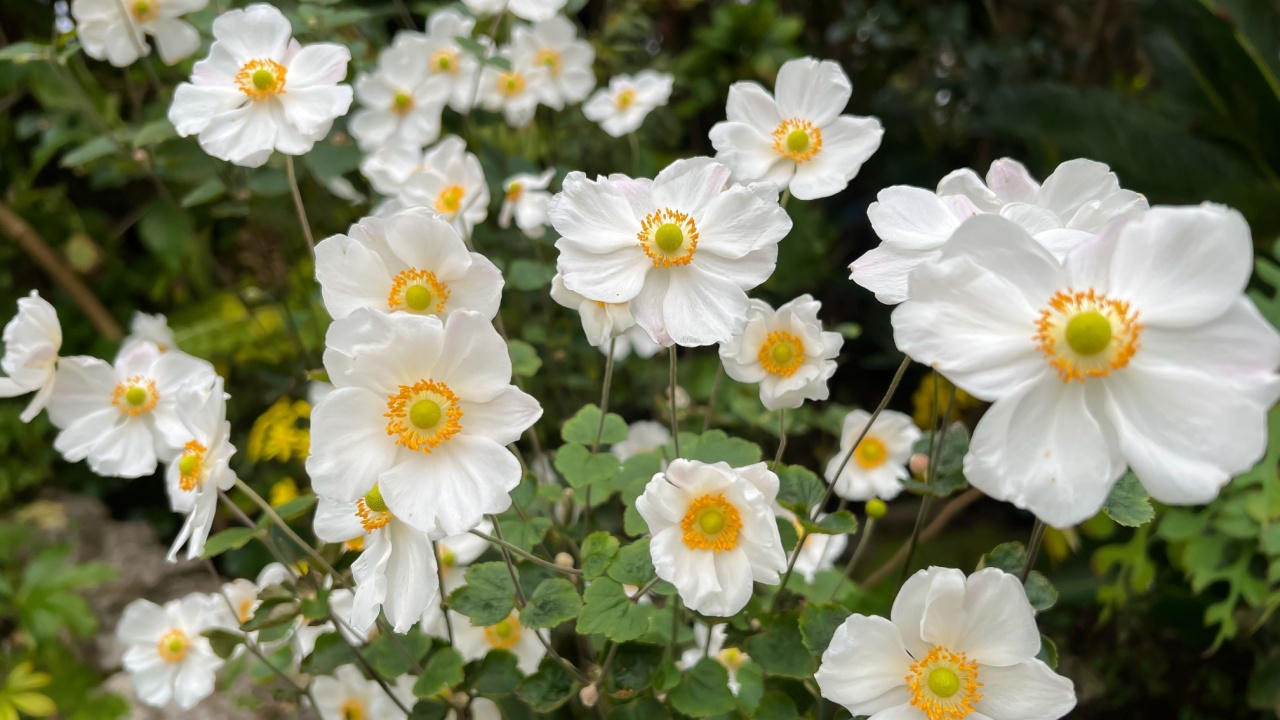 Japanese anemone, white flowers background, horizontal image