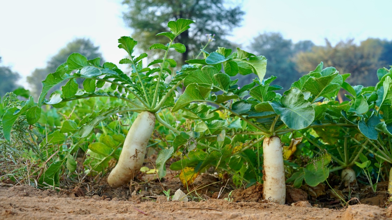 White radish, also known as a daikon, is growing in the ground. Half of the radish is still buried, and half is sticking out. It's a healthy and delicious vegetable.