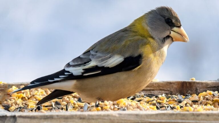 An Evening Grosbeak Female in a Seed Tray