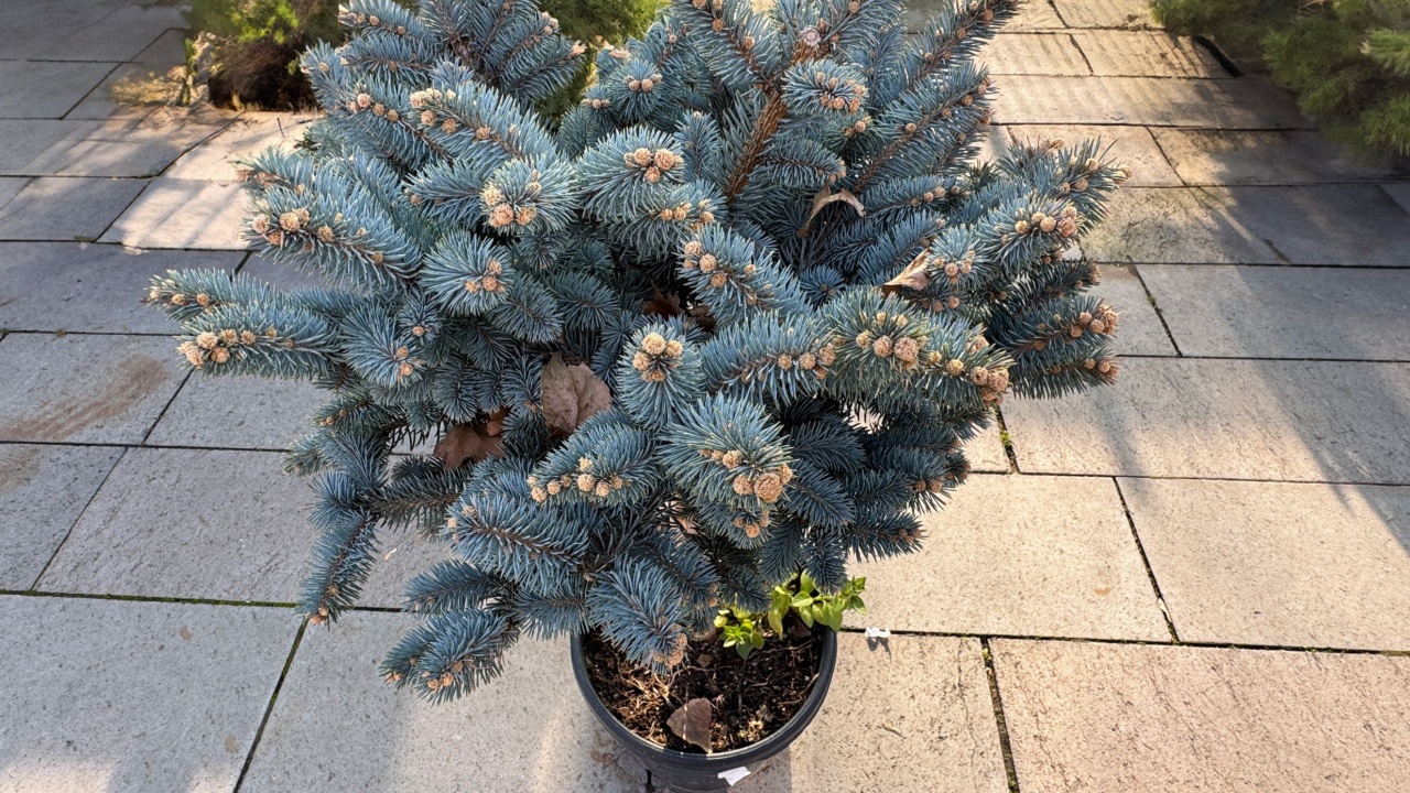 Picea pungens Hoopsii silver needles. Beautiful Christmas fresh fir tree. Blue spruce branches. Merry Christmas greeting card. Winter background of pine branches. White spruce or Colorado blue spruce.