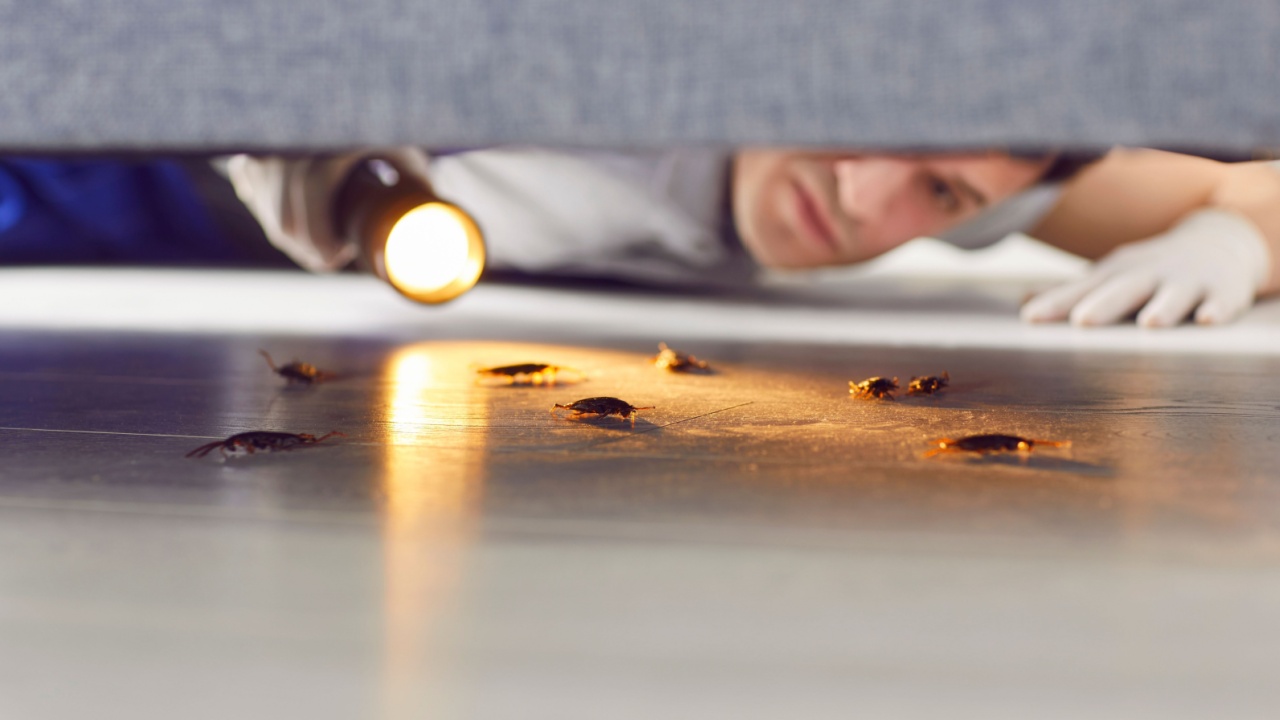 Man working in pest control is checking a home for insects and other bugs, specifically cockroaches, by looking under the sofa with a flashlight. Worker conducting thorough pest inspection.