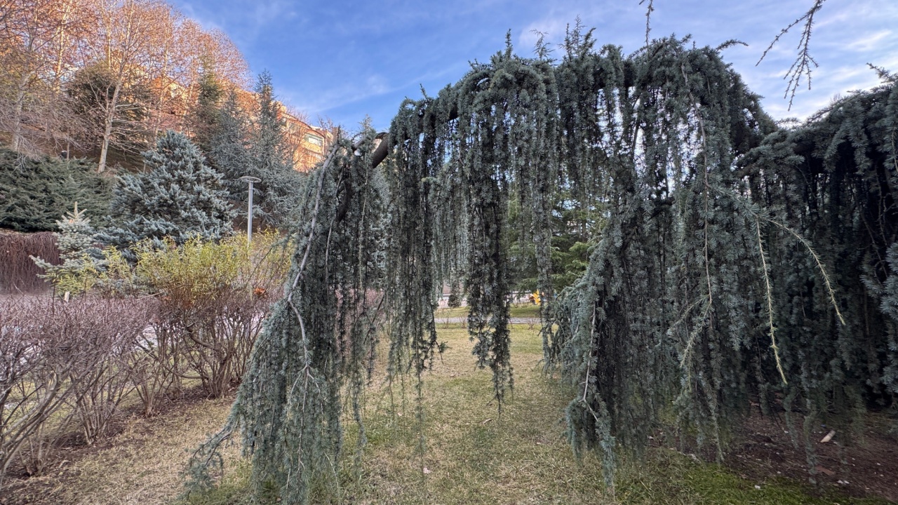 Inverted Cedrus atlantica glauca pendula needles hanging down. Green waterfall effect. Close-up. Weeping Blue Atlas Cedar, Cupressus nootkatensis, Weeping Nootka Cypress 'Pendula Vera'.