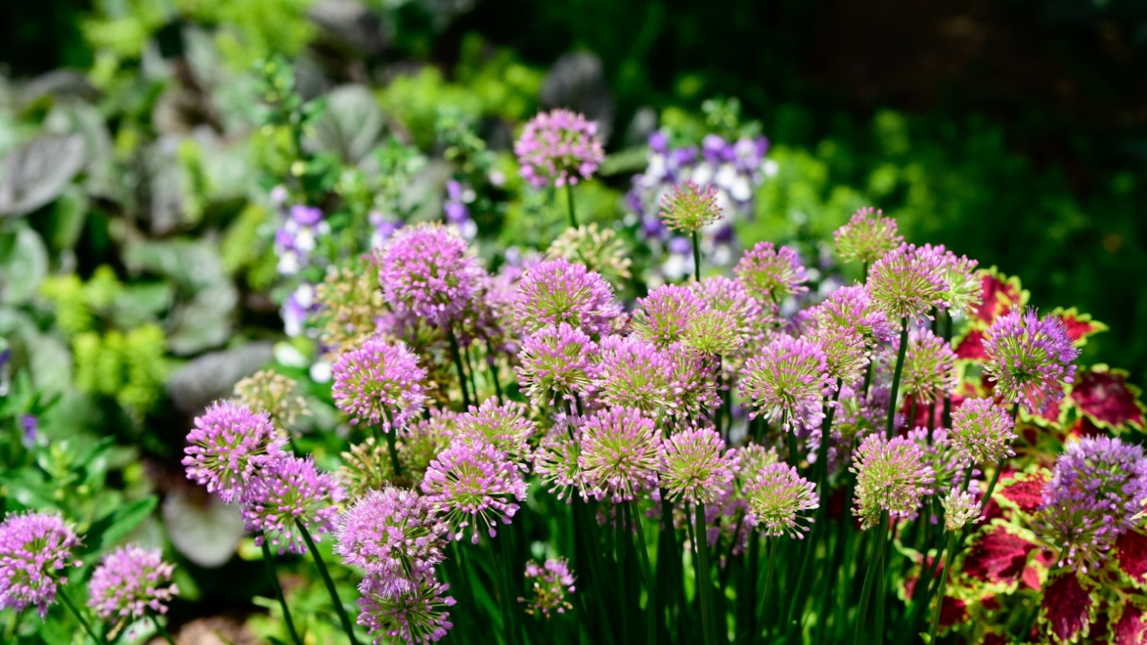 Vibrant purple Allium millenium flowers in a lush garden