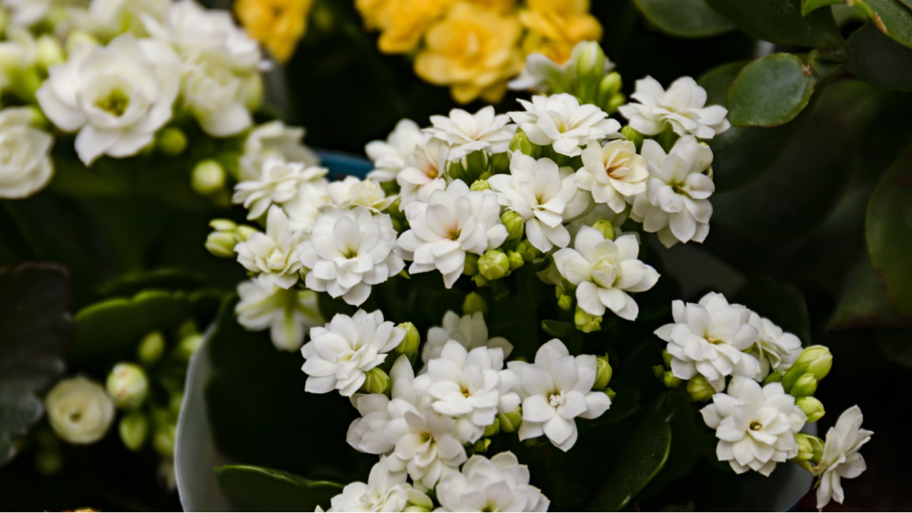 Kalanchoe blossfeldiana - Calandiva, Flaming Katy, Florist Kalanchoe - coral pink flowers. Colorful small flowers of Kalanchoe close-up. Beautiful bright calandiva succulent plant.