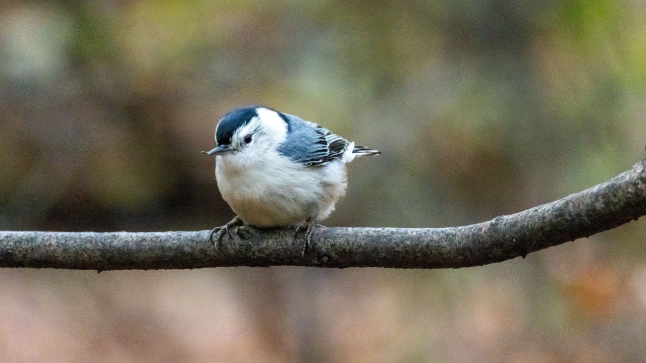 White Breasted Nuthatch with a Cute Scissor Beak