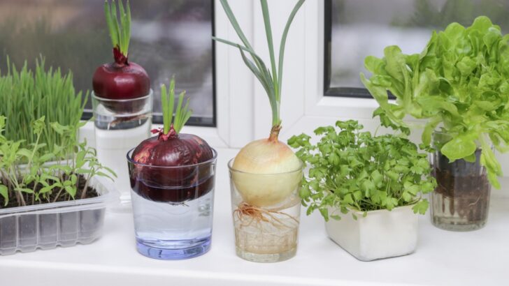 15 Smart Ways to Turn Scraps into Plants