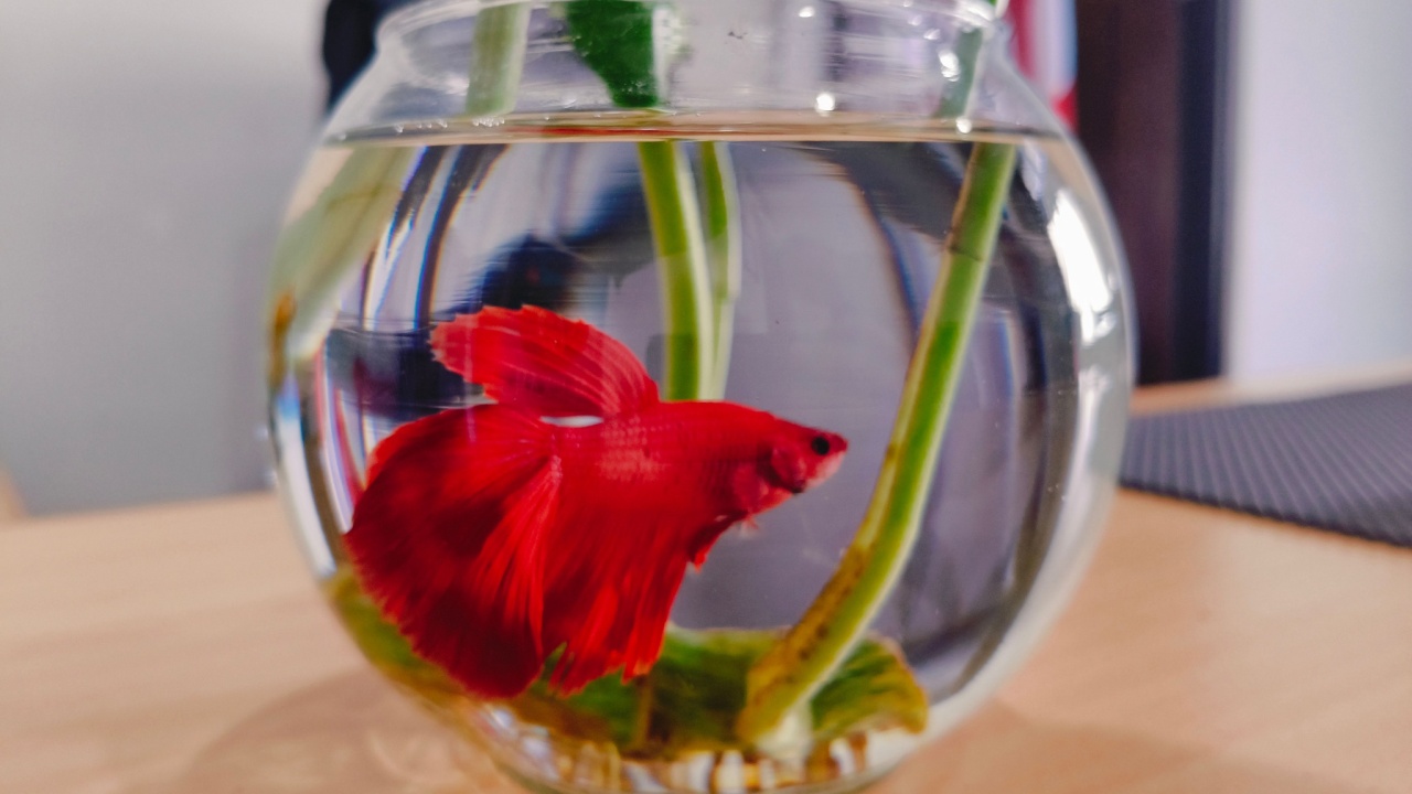 4th March 2025, Sidoarjo, east Java, Indonesia. Red Beautiful Siamese fighting fish inside of the glass aquarium.