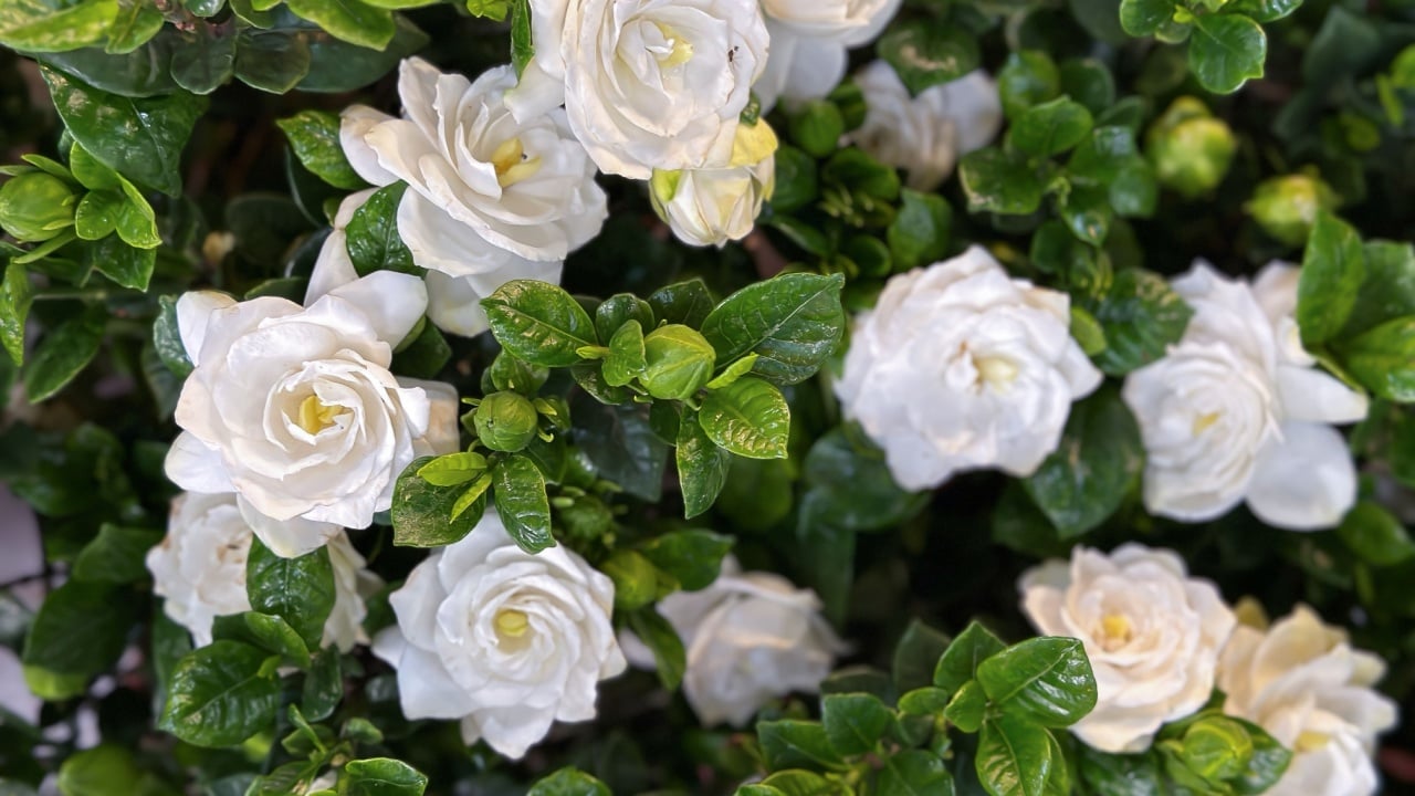 Gardenia jasminoides flower in nature garden