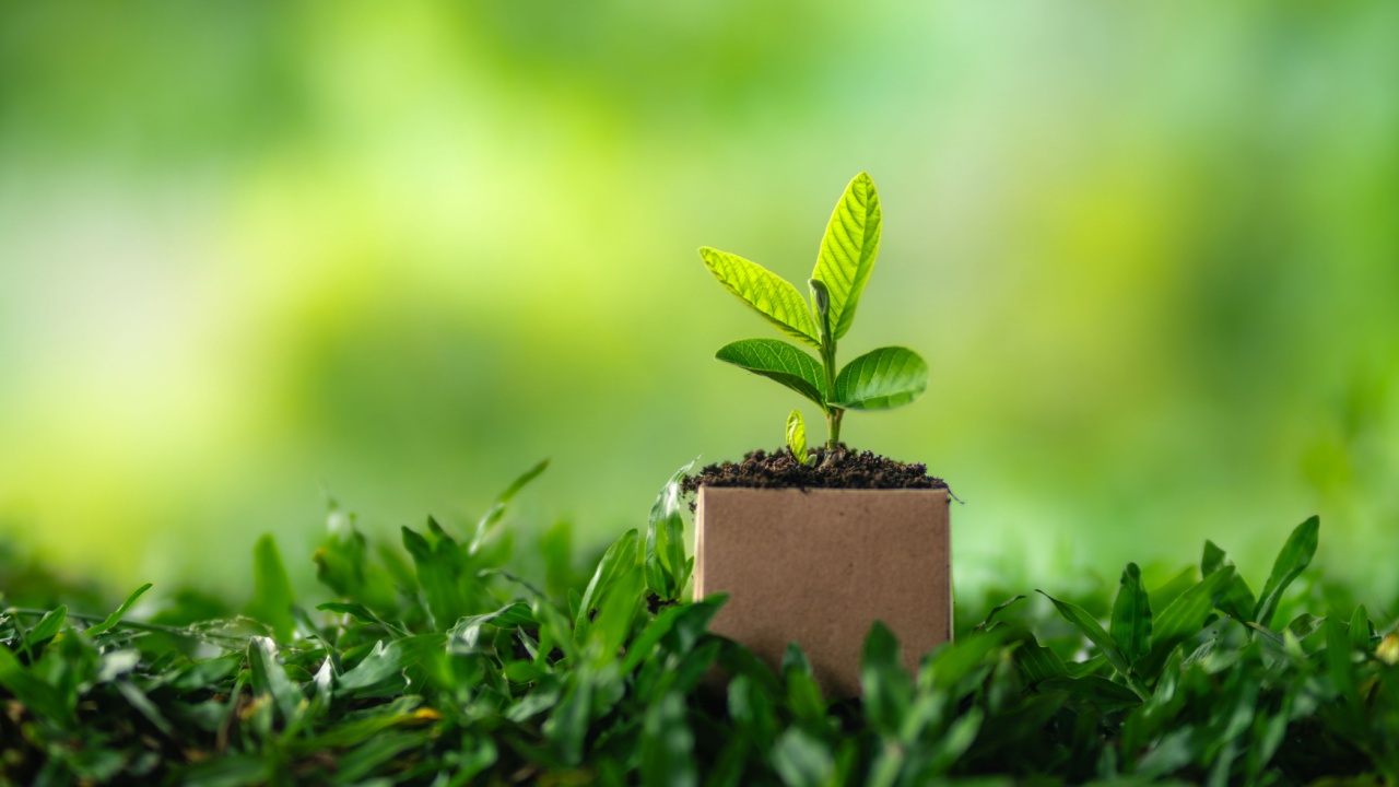 Earth Day concept of young trees in cardboard boxes,Potted green leaves and small seedlings show new plant growth in the garden,Planting, preserving nature and Earth Day