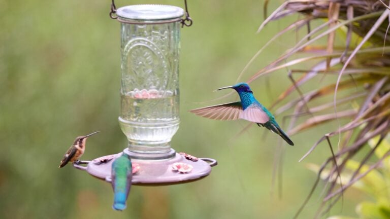 A symphony of color and motion.These dazzling hummingbirds gather at the feeder, their iridescent feathers shimmering with every flicker of their wings. Nature’s tiny wonders, full of energy and grace