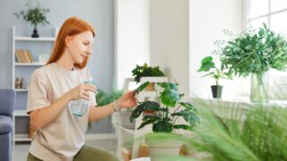 Smiling redhead woman spraying water on potted house plant flower at table. Cheerful girl taking care of monstera houseplant, watering it with spray bottle, enjoying gardening at home. Hobby concept.