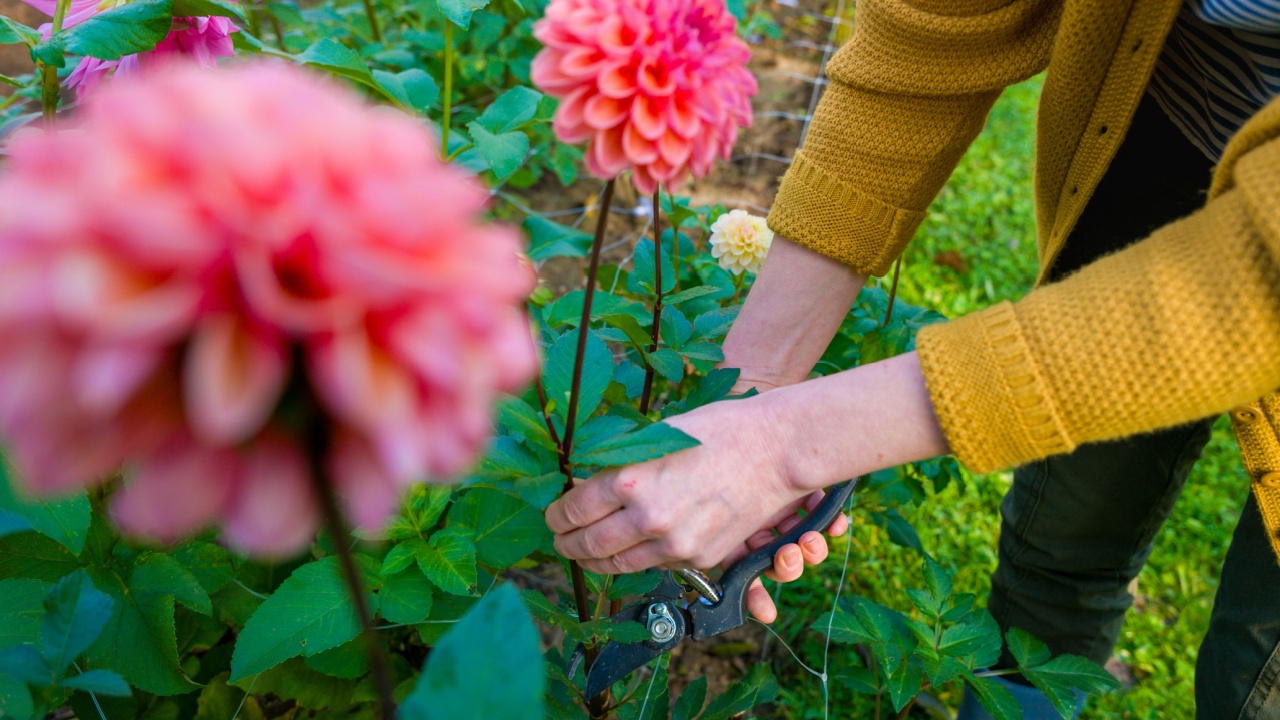Gardener harvesting dahlia blooms. Woman with pruning shears and beautiful dahlia flowers. Growing cut flowers. Flower farming. 