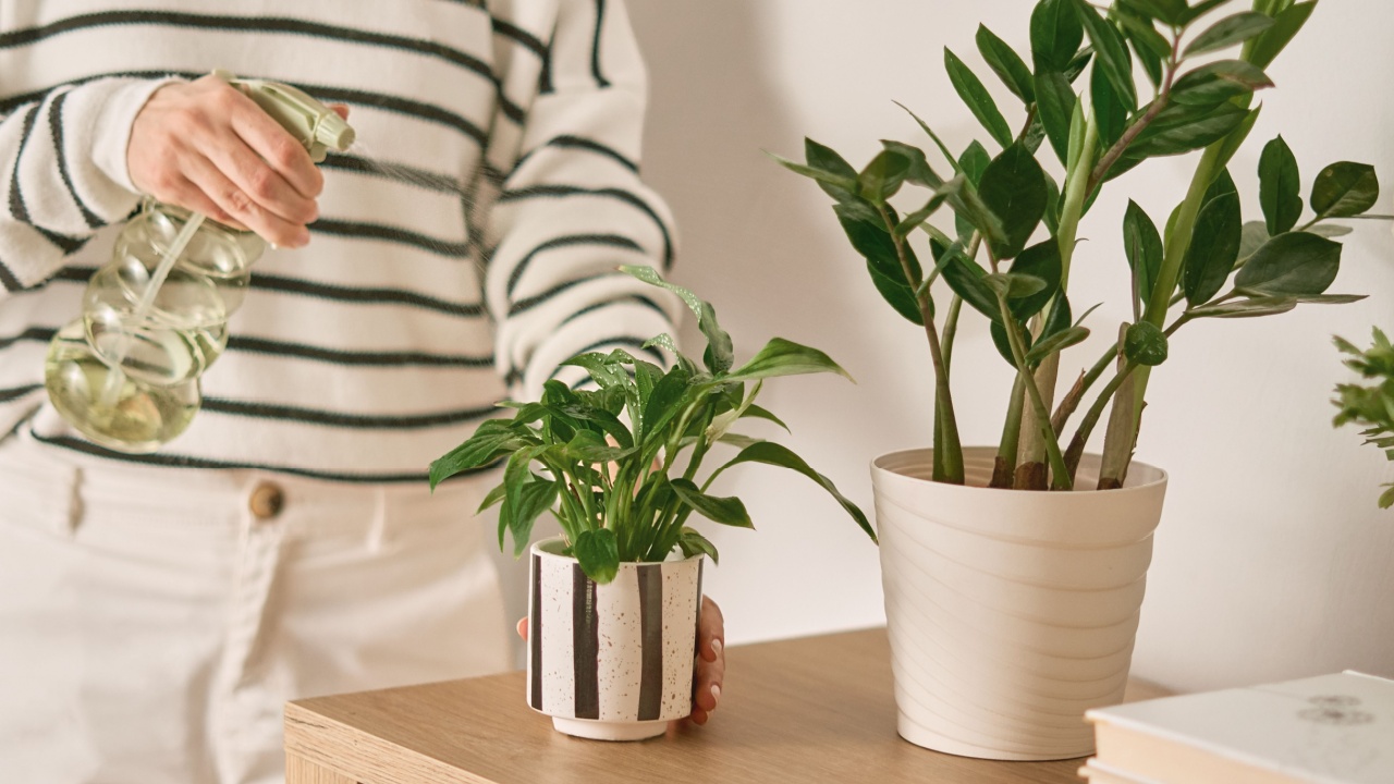 Young woman nurturing plants in living room using sray bottle. Bright minimal concept.
