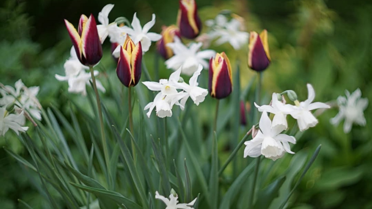 Striking spring bulb display: delicate white Narcissus (daffodils) contrasts beautifully with elegant, dark purple pointed tulips in a garden.