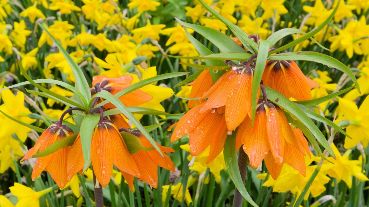 Orange Crown Imperial Flowers with Dew Drops Among Yellow Daffodils